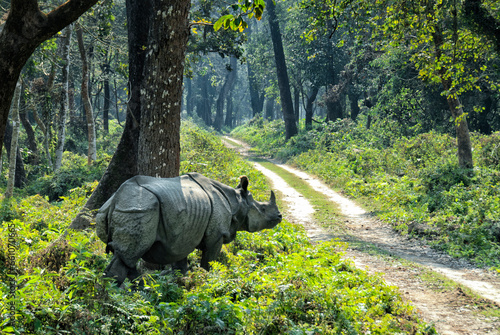 One-horned Rhino (Rhinoceros unicornis), Chitwan National Park (CNP), Nepal, Asia photo