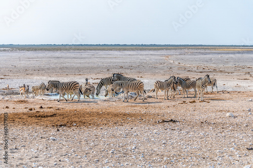 A view of a large herd of Zebras drinking at a waterhole in the morning in the Etosha National Park in Namibia in the dry season