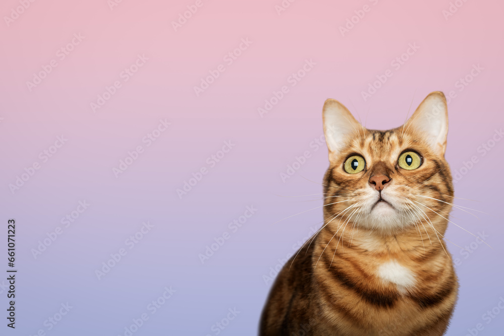 Funny face of a Bengal cat on a colored background.