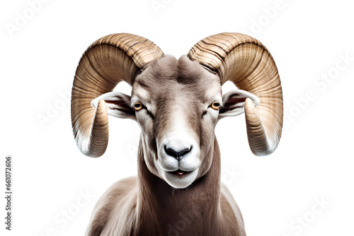 A close-up of a ram with horns on a white background