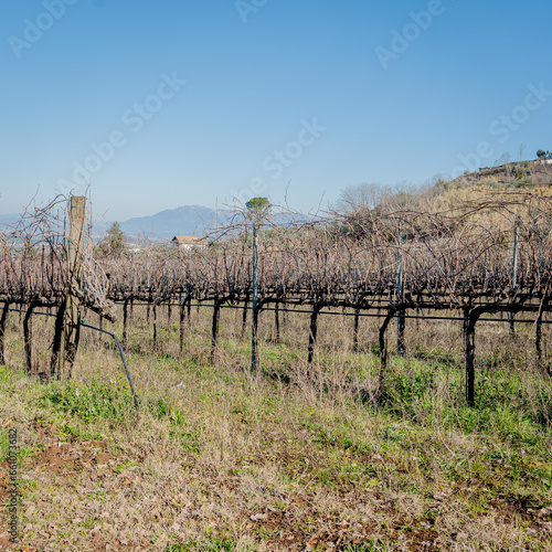 Vineyard In Frascati Region photo