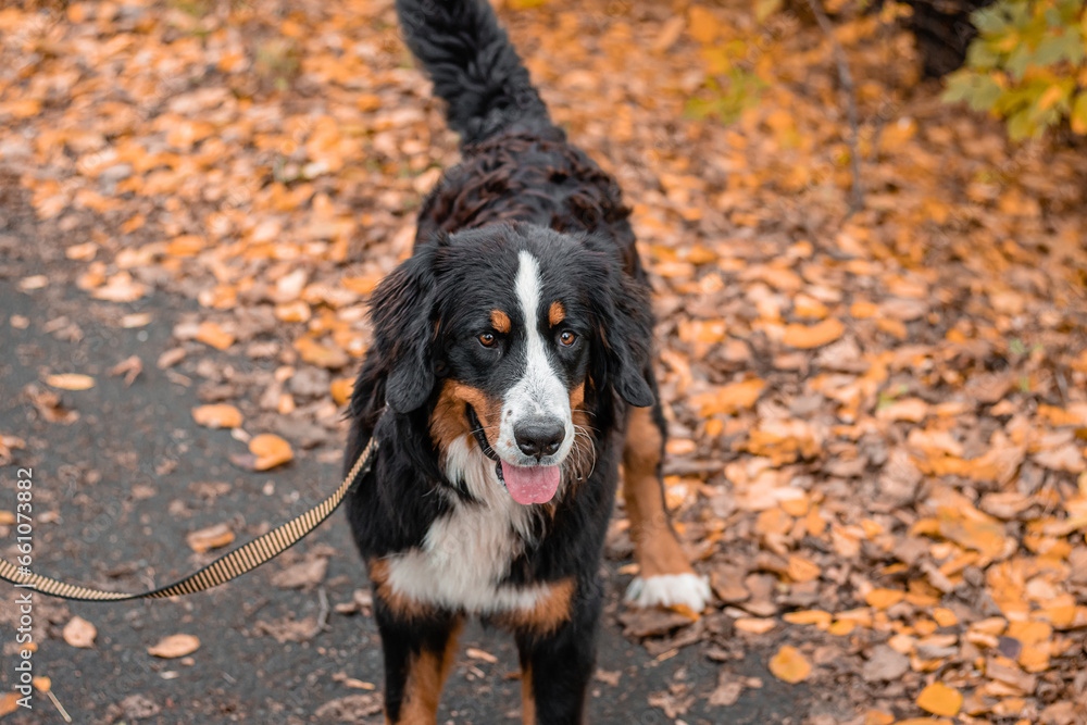 A dog of the Bernese Mountain Dog breed walks on a leash in an autumn park A dog of the Bernese Mountain Dog breed walks on a leash in an autumn park