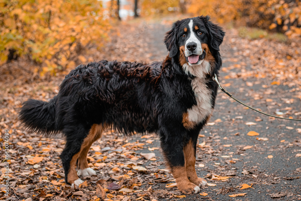 A dog of the Bernese Mountain Dog breed walks on a leash in an autumn park