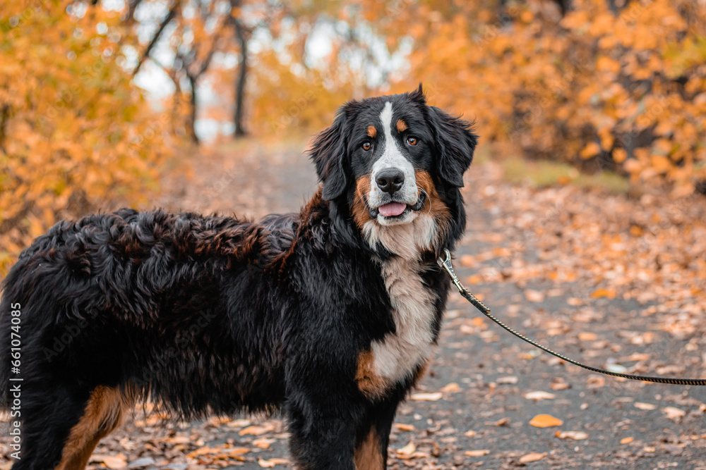 A dog of the Bernese Mountain Dog breed walks on a leash in an autumn park A dog of the Bernese Mountain Dog breed walks on a leash in an autumn park