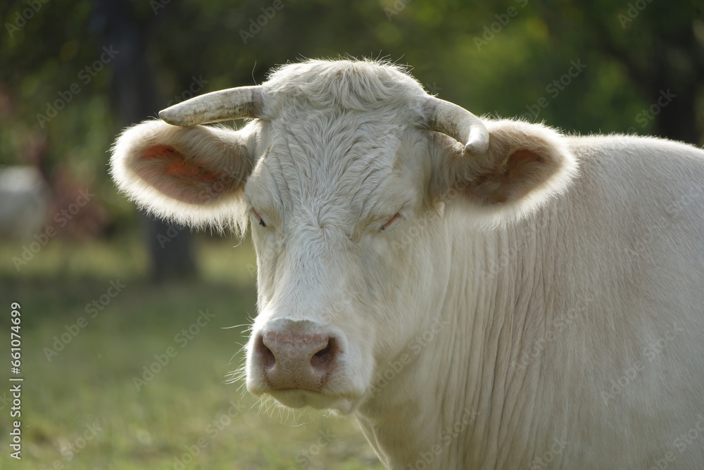 A Charolais cow stands facing the viewer and closes both eyes A Charolais cow stands facing the viewer and closes both eyes