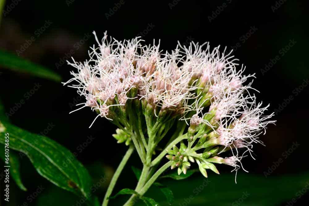 Wasserdost // Hemp-agrimony (Eupatorium cannabinum) Wasserdost // Hemp-agrimony (Eupatorium cannabinum)