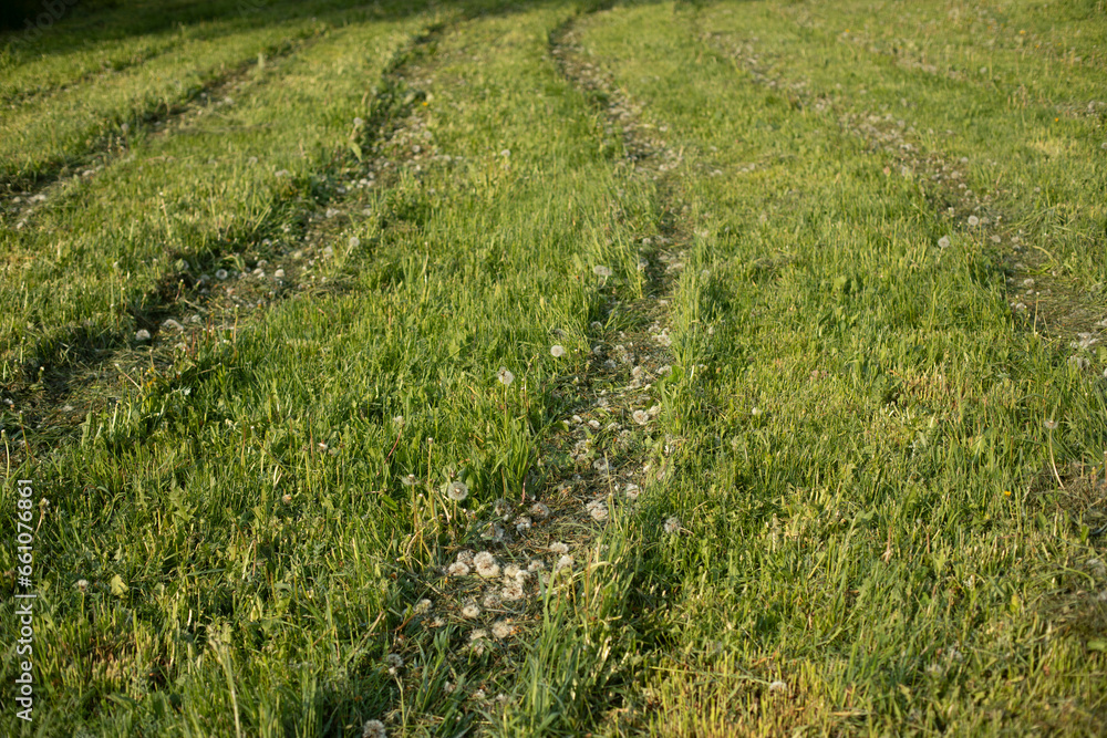 Grass. Summer lawn. Tractor trail in the field. Grass. Summer lawn. Tractor trail in the field.