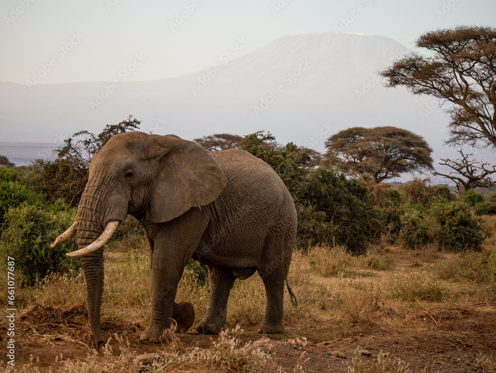 Fototapeta premium elefante sotto il Kilimangiaro in Kenia