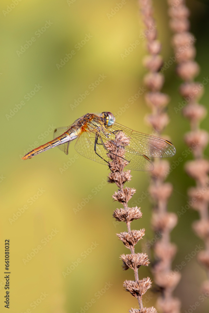 A female red veined darter. Species of skimmers. Sympetrum fonscolombii. A female red veined darter. Species of skimmers. Sympetrum fonscolombii.
