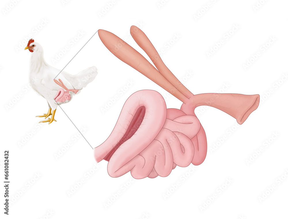 Chicken intestine anatomy diagram. Schematic structure of the intestine. Medical infographic. - obrazy, fototapety, plakaty 