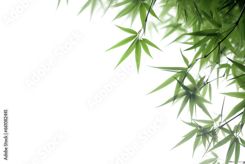Green bamboo with leaves isolated on a transparent background  Generative AI