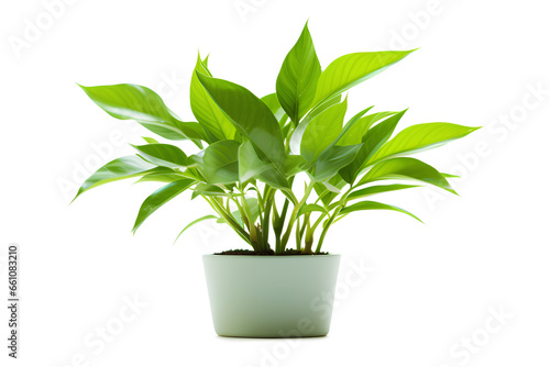 Green plant isolated on a transparent background, Generative AI