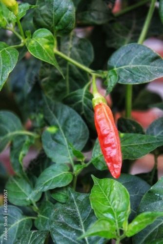 chili pepper plant