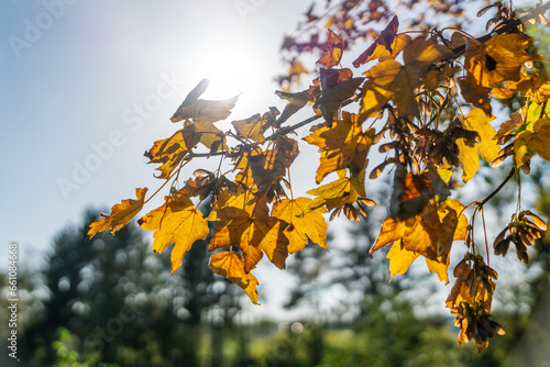 Herbst