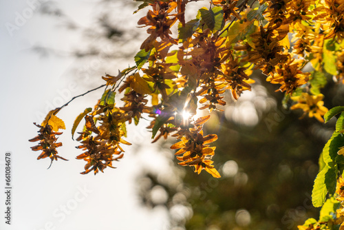 Herbst