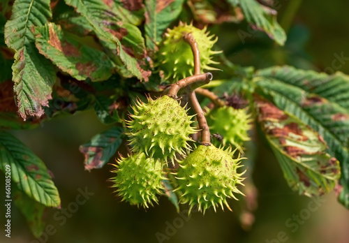 Mehrere, noch unreife Früchte am Kastanienbaum (Gewöhnliche Rosskastanie - Aesculus hippocastanum) in Nahaufnahme, Blätter mit Schäden durch die Miniermotte