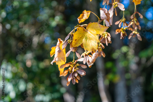 Herbst