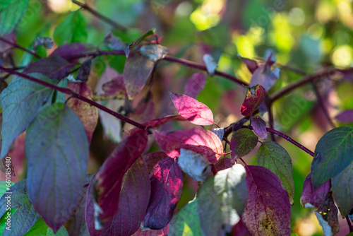 Herbst