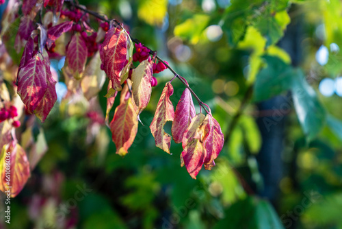 Herbst