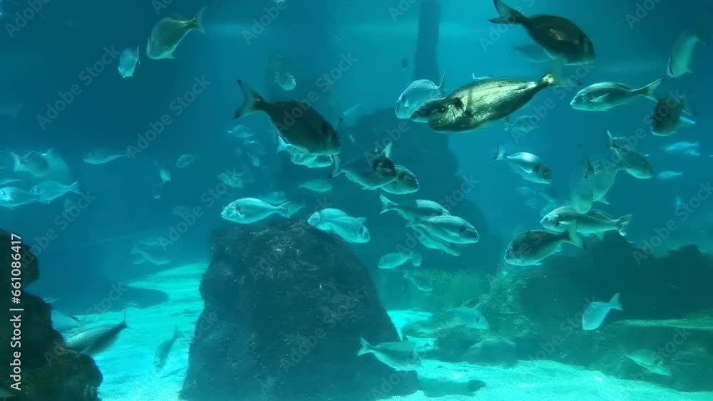 A school of fish and a shark underwater. Marine ocean life. A school of fish and a shark underwater. Marine ocean life.