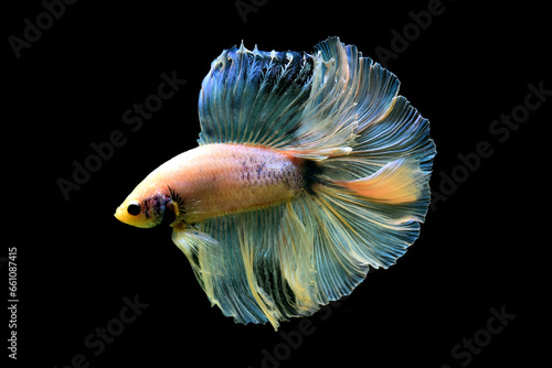 Betta fish Halfmoon long tail, short tail, Crowntails, Veiltail and Dumbo from Thailand, Siamese fighting fish on isolated blue or grey background.