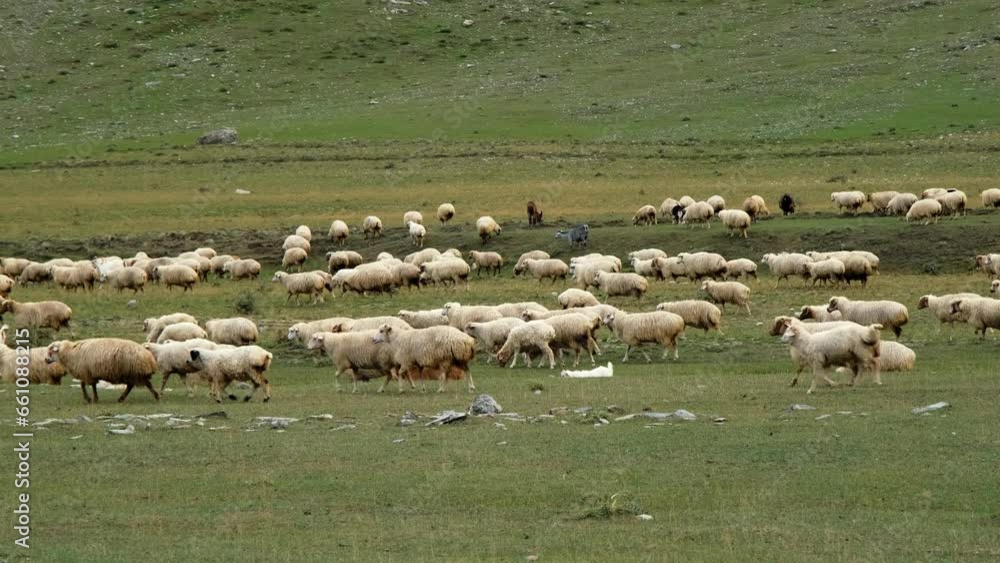 Concept of farming and agriculture. A huge flock of sheep graze on green meadows in the mountains of Georgia. Kazbegi region Truso Valley gorge. Horizontal slow motion 4k footage Concept of farming and agriculture. A huge flock of sheep graze on green meadows in the mountains of Georgia. Kazbegi region Truso Valley gorge. Horizontal slow motion 4k footage