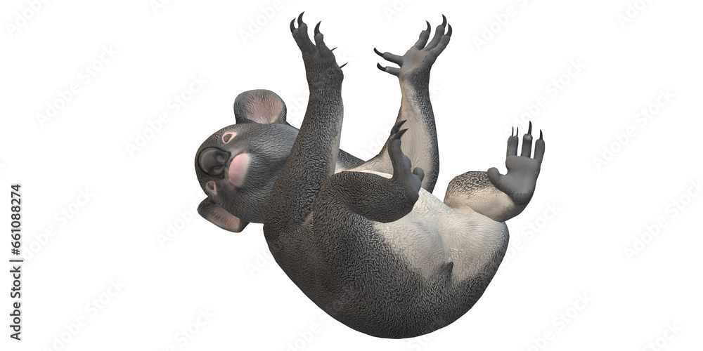 Fototapeta premium Koala Bear isolated on a Transparent Background