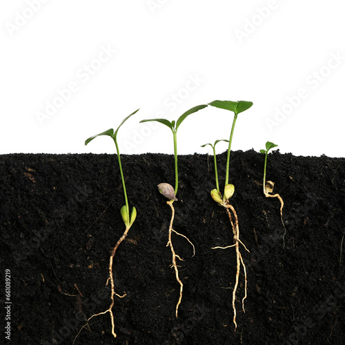 Plant sprout grows germinating with isolated white background
