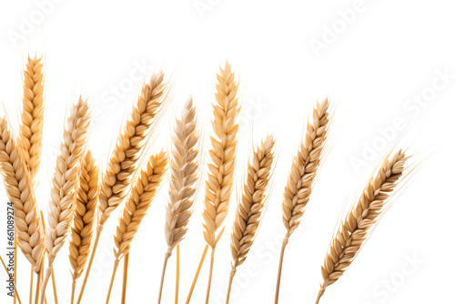 Ear of wheat  isolated on a transparent background, Generative AI