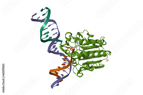 Tableau sur toile Human apurinic-apyrimidinic (AP) endonuclease 1 (APE1)  exonuclease substrate complex with a C-T mismatch