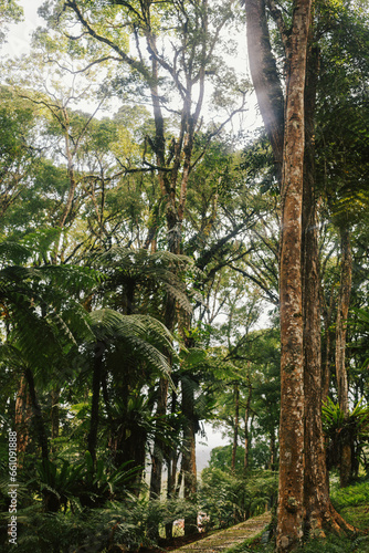 Tall large trees in the forest.