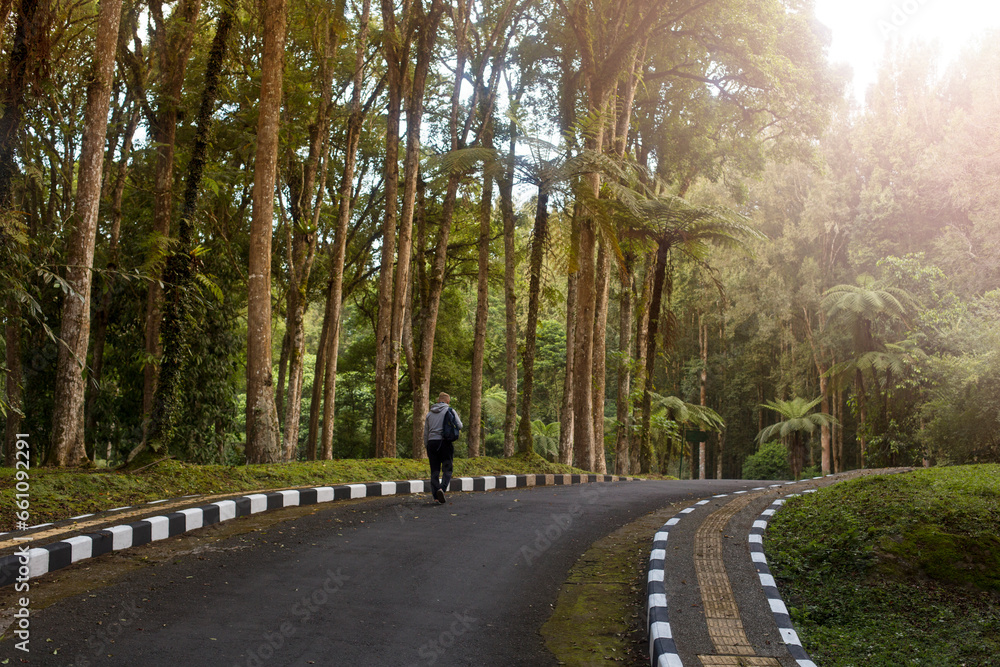 A man in a sweatshirt and carrying a backpack walks along tall trees. Stylish Travel and Tourism Concept