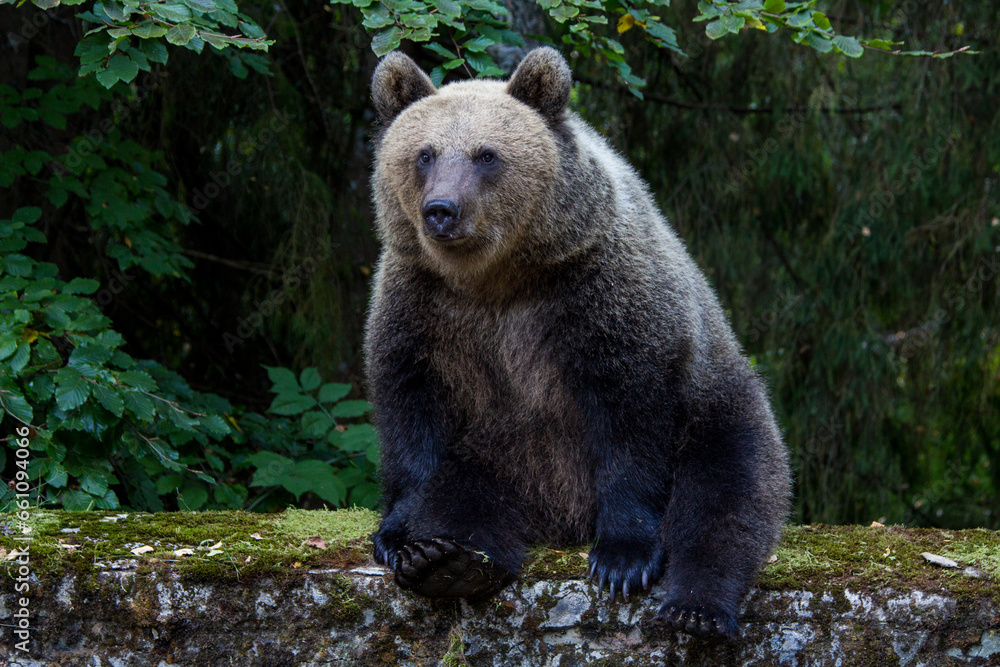 Fototapeta premium Wild bear on a road in Romania