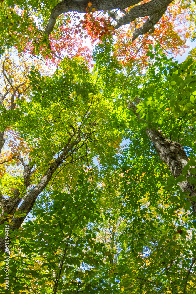 Fototapeta premium rock city park, olean , NY, fall season forest, gigantic rock formations