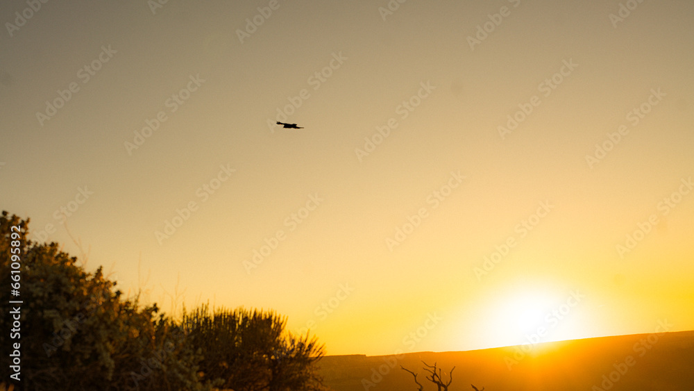 Sunset in the grand canyon with bird flying