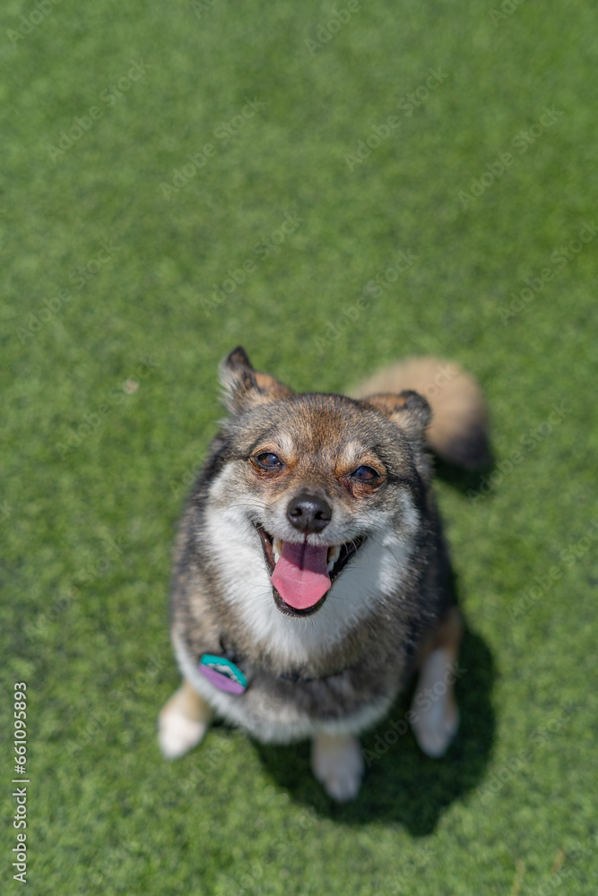 portrait of cute dog