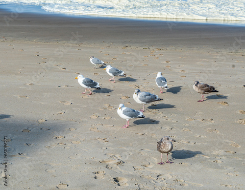 Oregon Lincoln City Birds 2