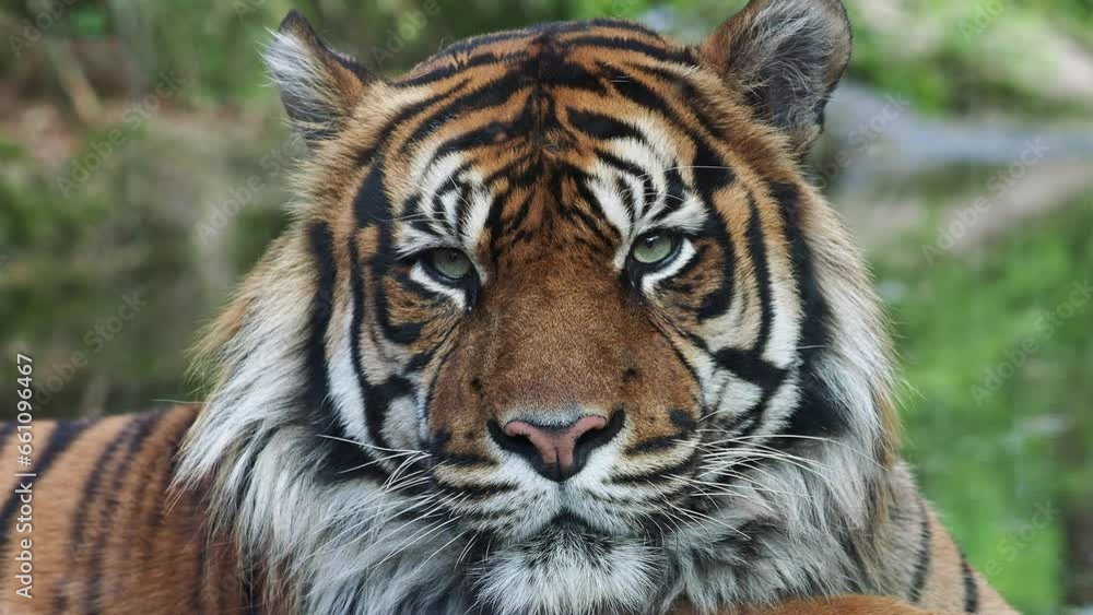 Front view of Sumatran tiger. Portrait of Sumatran tiger (Panthera tigris sumatrae) Front view of Sumatran tiger. Portrait of Sumatran tiger (Panthera tigris sumatrae)