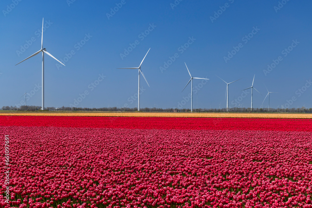 wind turbines with tulip field, North Holland, Netherlands