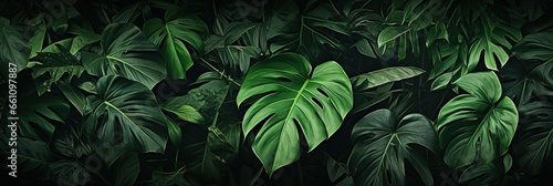banner dark Bali style template green background, exotic tropical wall with green leaves , abstract dark floral pattern green lianas interweavings, monstera. photo