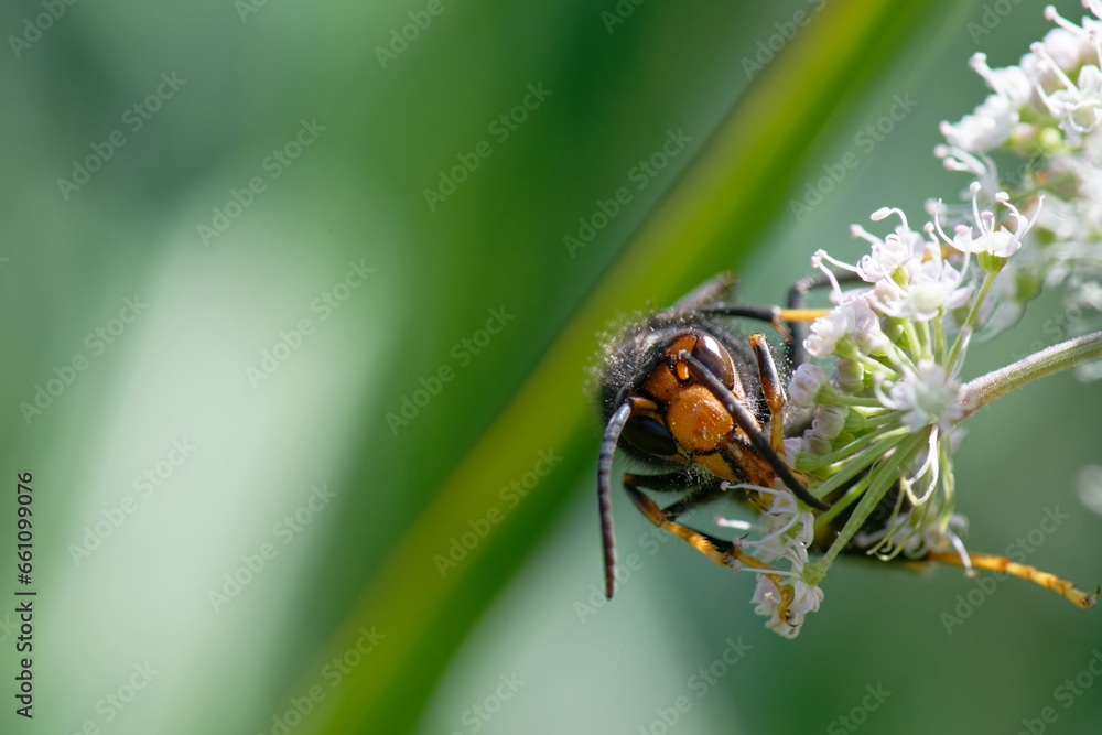 frelon européen - frelon - Vespa crabro - hyménoptères frelon européen - frelon - Vespa crabro - hyménoptères