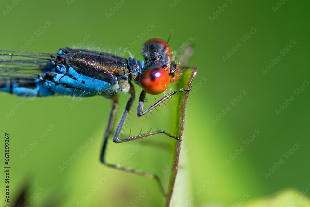 Naïade au corps vert - Erythromma viridulum - odonate Naïade au corps vert - Erythromma viridulum - odonate