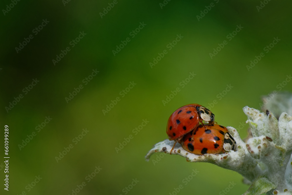 Naklejka premium Coccinelle asiatique - Harmonia axyridis - coléoptère