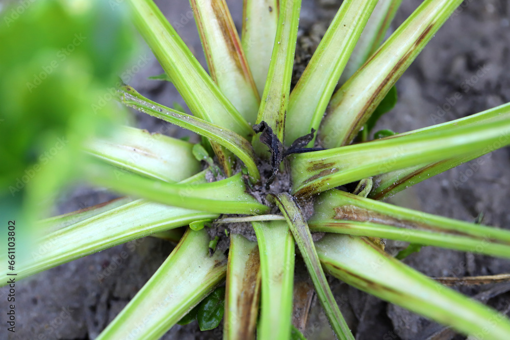 Foto de Boron deficiencies on sugar beet plants. Lack of nutrients ...