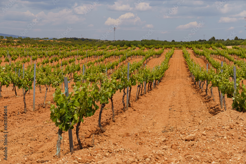 Vineyards in Valencia on the red earth