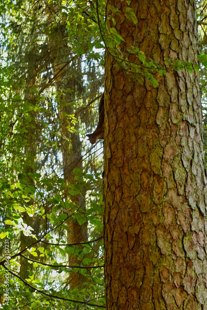 Obraz premium brown squirrel on a tree at Baiersbronn