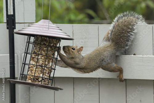 Squirrel at bird feeder reaching photo