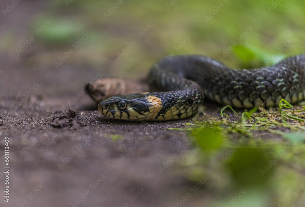 snake in the grass
grass snake snake in the grass
grass snake