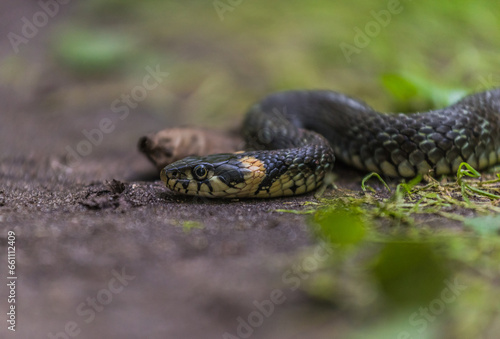 snake in the grass grass snake