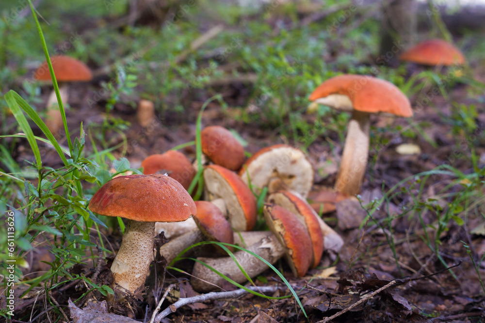 Edible mushrooms grow in the forest. Selective focus on the mushroom in the lower left corner. Edible mushrooms grow in the forest. Selective focus on the mushroom in the lower left corner.